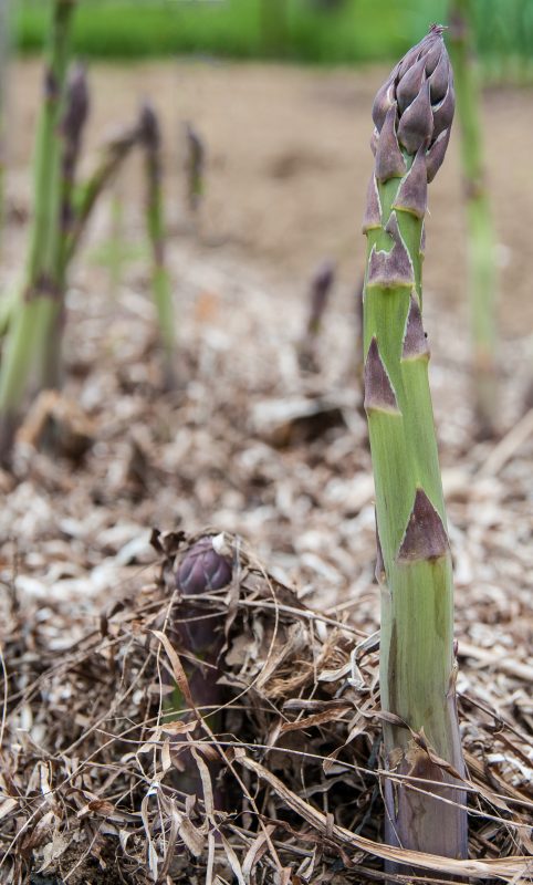 asparagus shoot