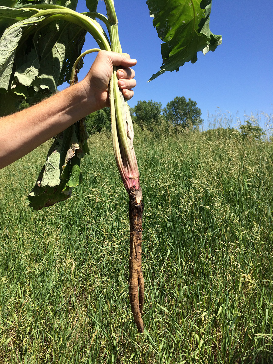 Burdock