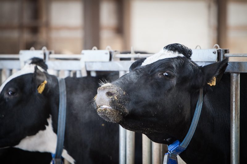 Cows lined up to be milked