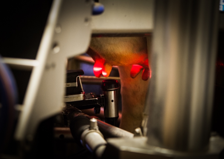 Lasers on the robotic miking system help align the milking cups with each cow's teats.