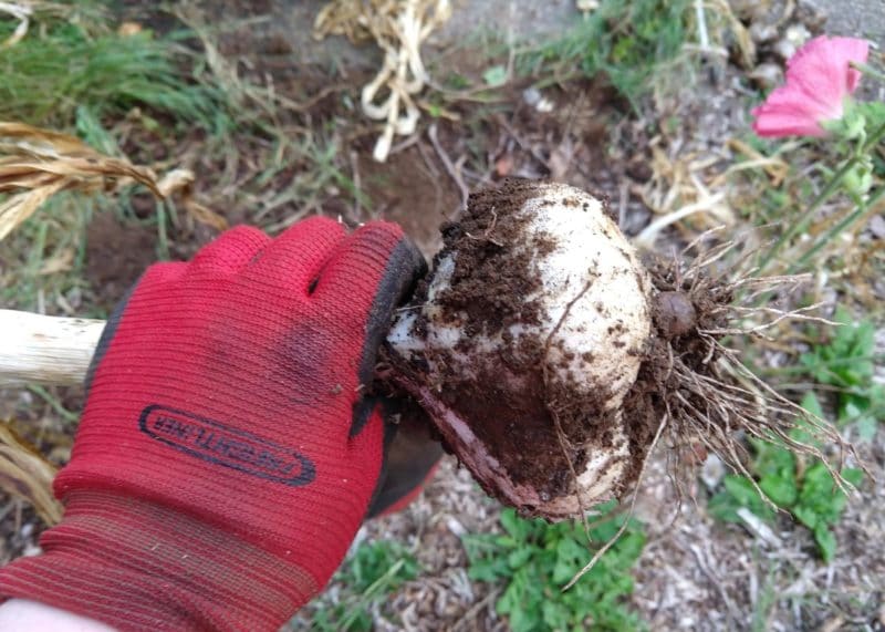 Growing and Preserving Garlic and Onions