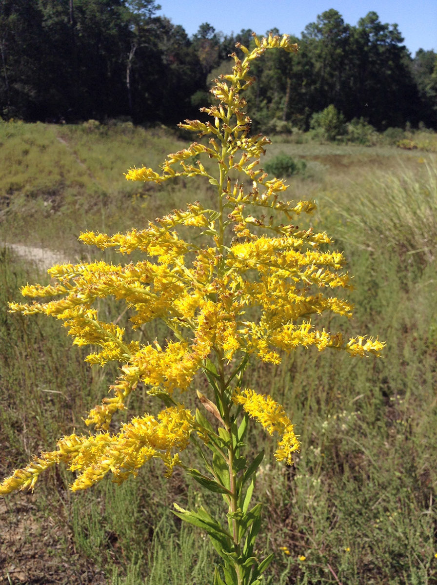 Goldenrod