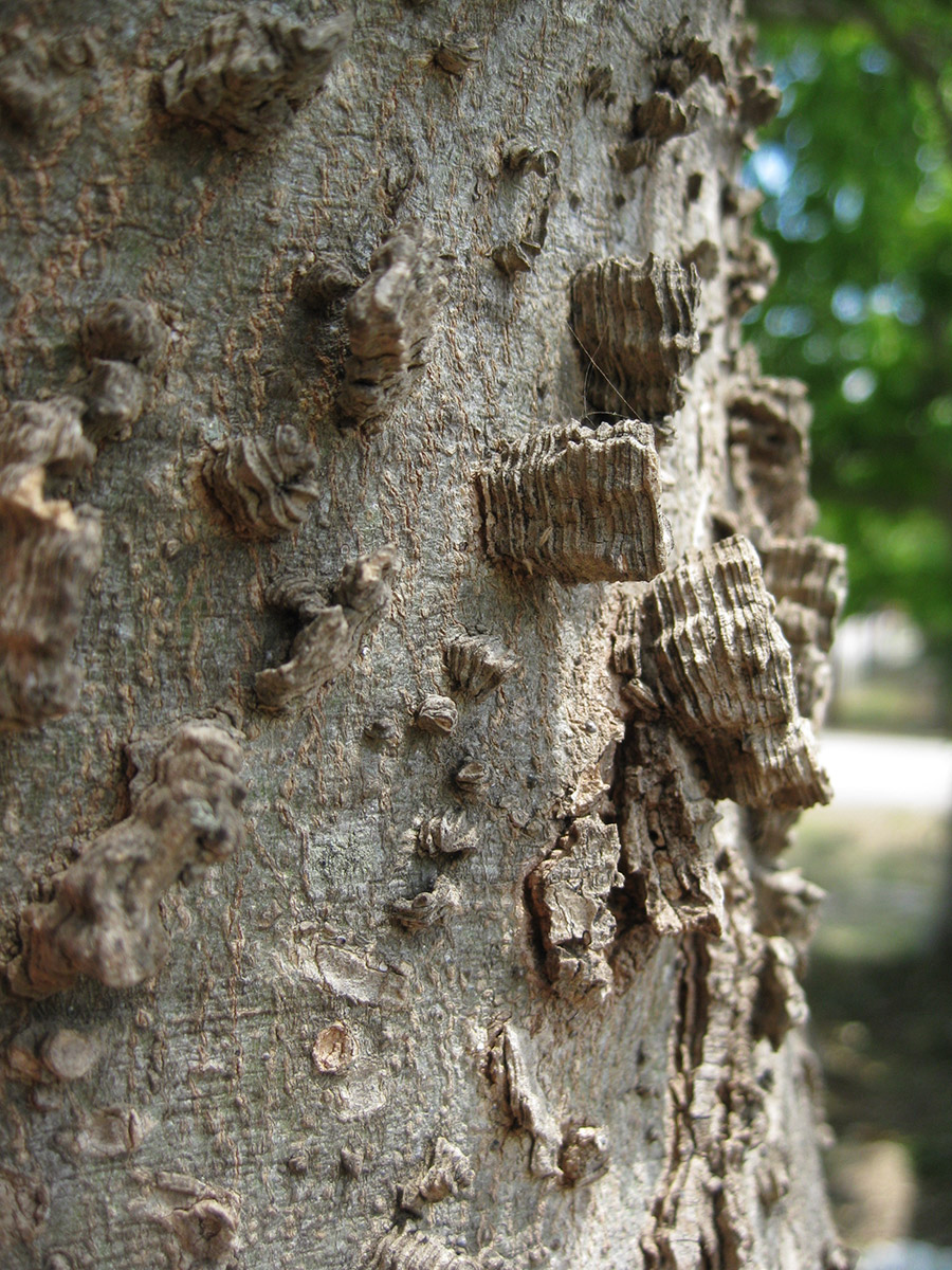 Hackberry bark