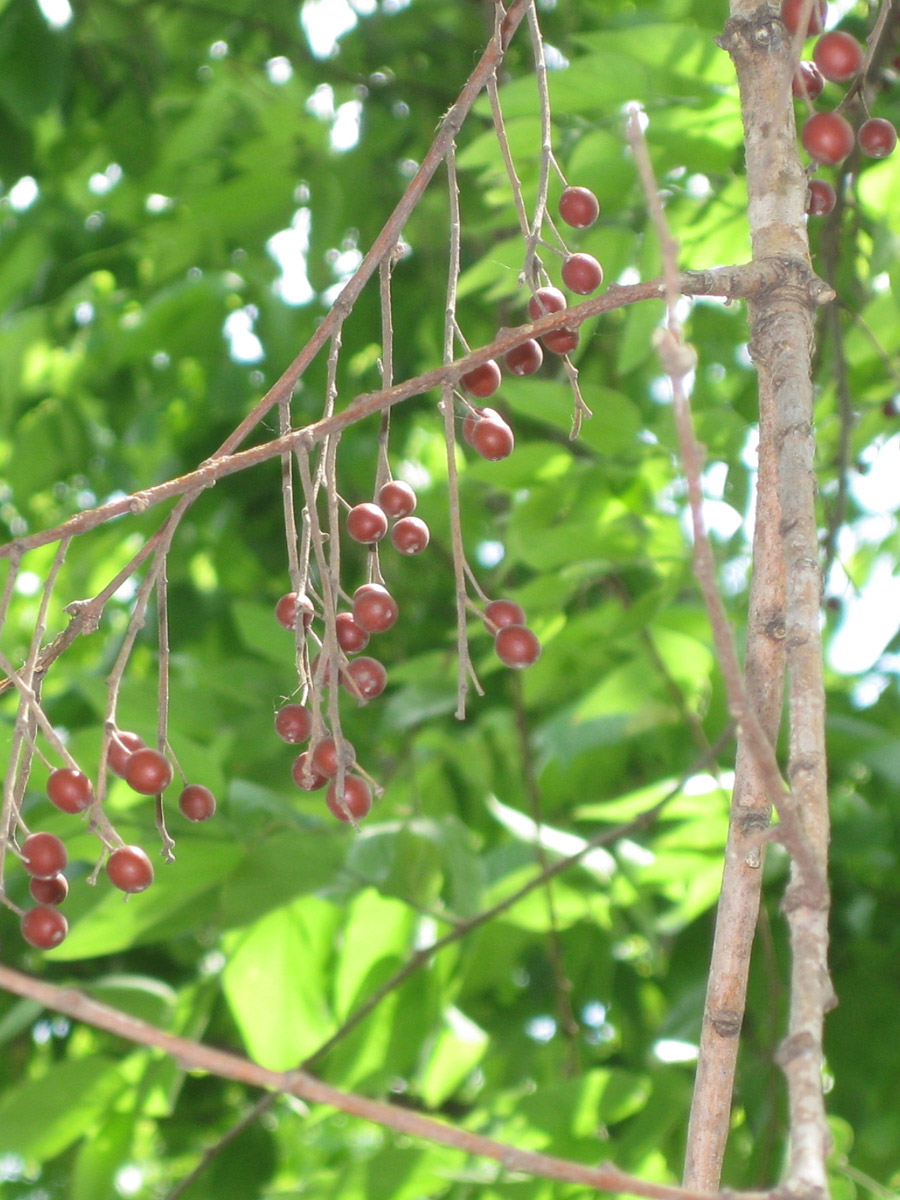 Hackberry