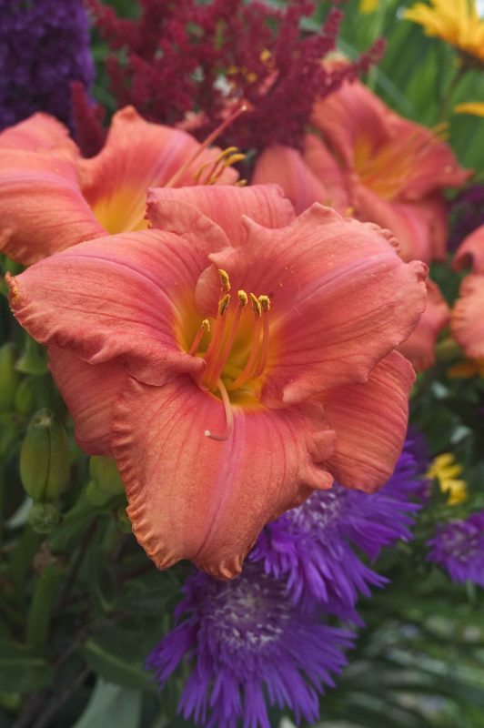 coral-colored daylilly hemerocalli south seas