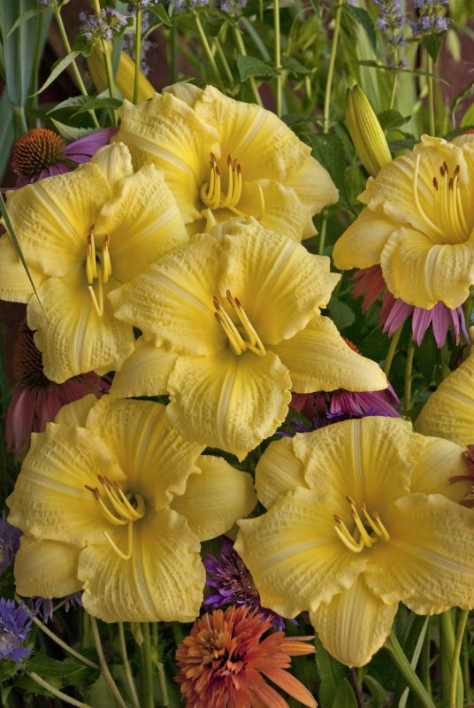 yellow daylilly hemerocallis going bananas