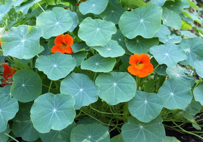 nasturtium flowers