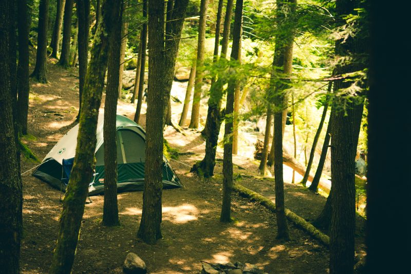 tent-light-forest-trees-morning