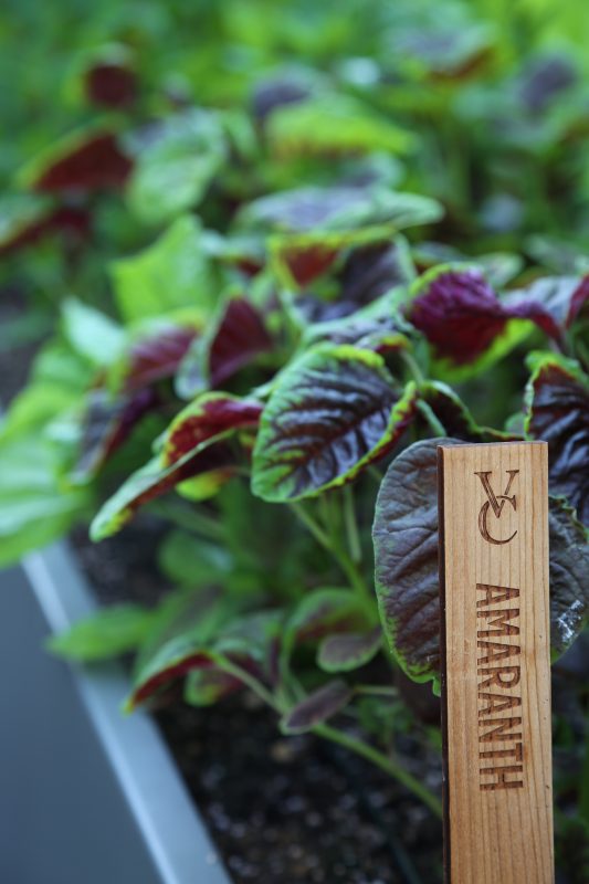 Amaranth in a planter