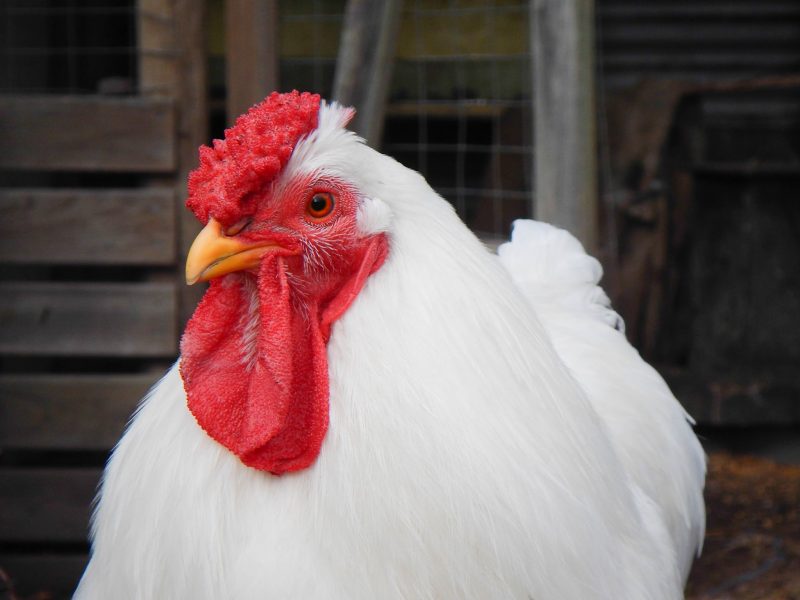 raising Backyard Chickens