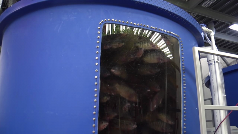 Tilapia fish rgown in specialized tank