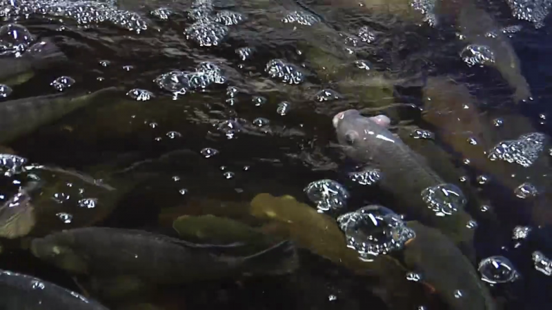 Tilapia raised for aquaponic farming