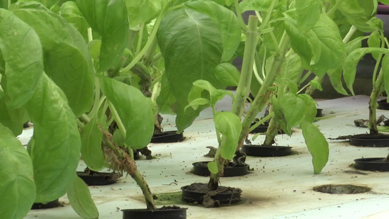 Aquaponics farming